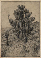 KG 18096
<br/>
Landschap met nosdoorn en aloës in Zuid-Afrika
<br/>
<em>Nachenius, Jan Coenraad (1890-1987)</em>